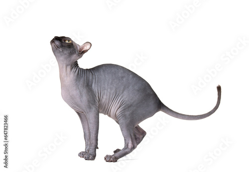 Playful cat breed Don Sphynx on a white background