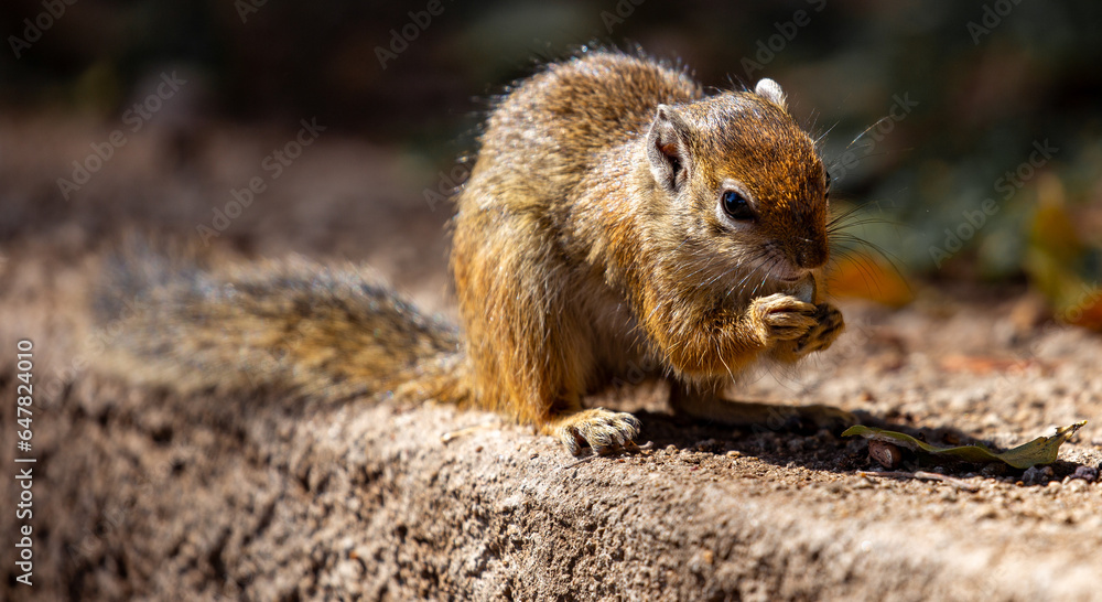 Nice little Squirrel at Zimbabwe Nice little Squirrel at Zimbabwe