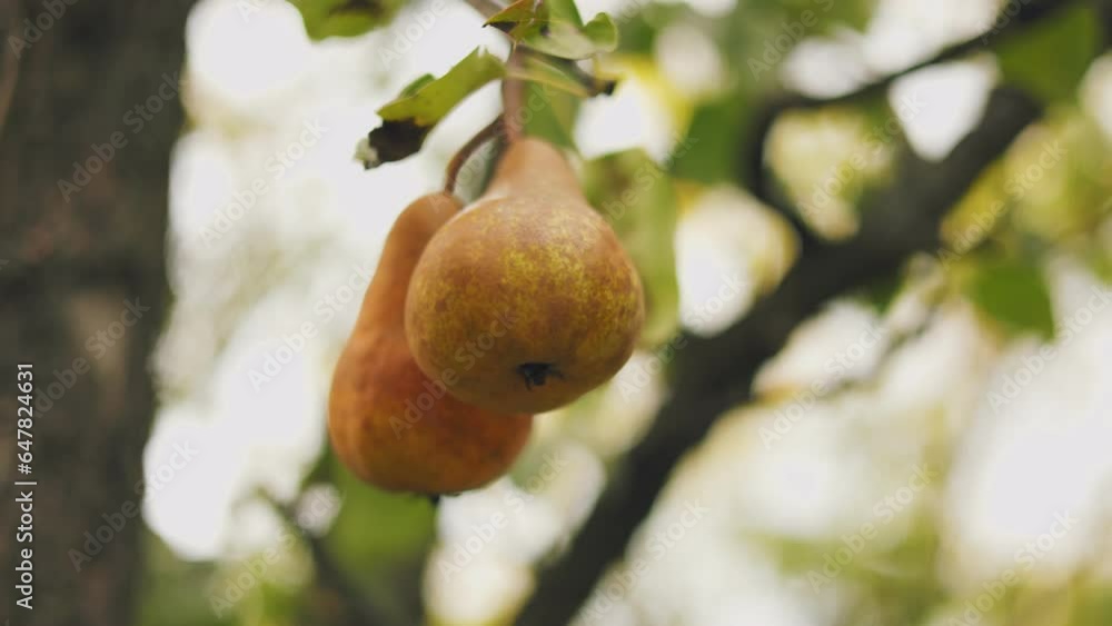 ripe pears on a tree close-up ripe pears on a tree close-up