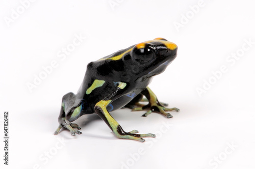 Dyeing poison dart frog // Färberfrosch (Dendrobates tinctorius) - morph "Olemarie"