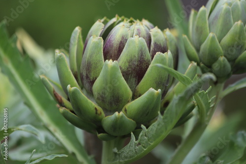 Cynara cardunculus. Green organic artichoke heads on leafy plant stem.