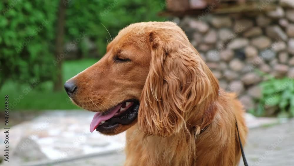 Portrait of a red english cocker spaniel dog looking at the camera. Adorable pet on a walk in the park. A beautiful brown haired dog close-up. Rests outdoors. Young animal. Rapid breathing. Thirst. Portrait of a red english cocker spaniel dog looking at the camera. Adorable pet on a walk in the park. A beautiful brown haired dog close-up. Rests outdoors. Young animal. Rapid breathing. Thirst.