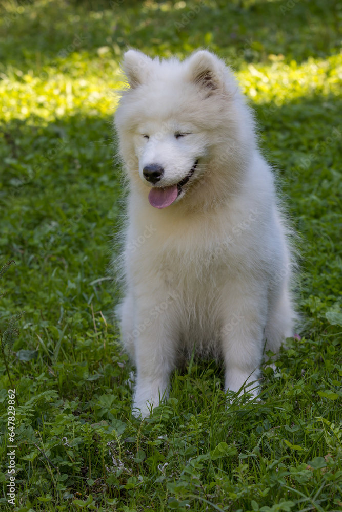 Samoyed - a beautiful breed of Siberian white dog. Four-month-old puppy on a walk. Samoyed - a beautiful breed of Siberian white dog. Four-month-old puppy on a walk.