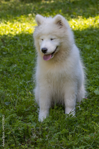 Samoyed - a beautiful breed of Siberian white dog. Four-month-old puppy on a walk.