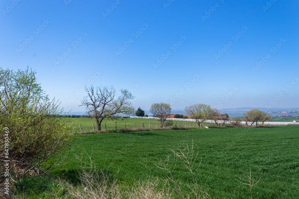 Fototapeta premium forest landscape, trees, flowers, great nature atmosphere, nature wallpaper and background