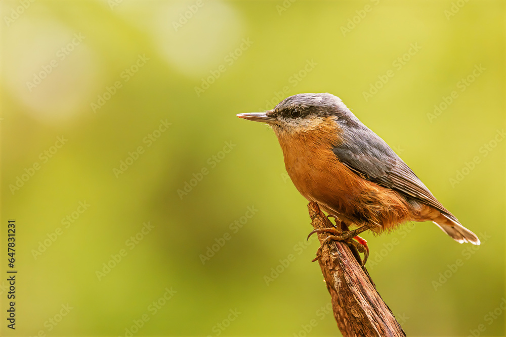 Eurasian nuthatch, (Sitta europaea) singing on the trunk of a tree Eurasian nuthatch, (Sitta europaea) singing on the trunk of a tree