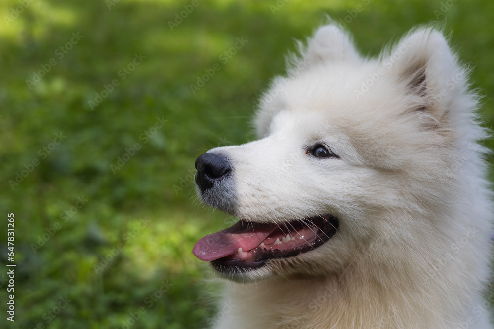 Samoyed - a beautiful breed of Siberian white dog. Four-month-old puppy on a walk. Samoyed - a beautiful breed of Siberian white dog. Four-month-old puppy on a walk.