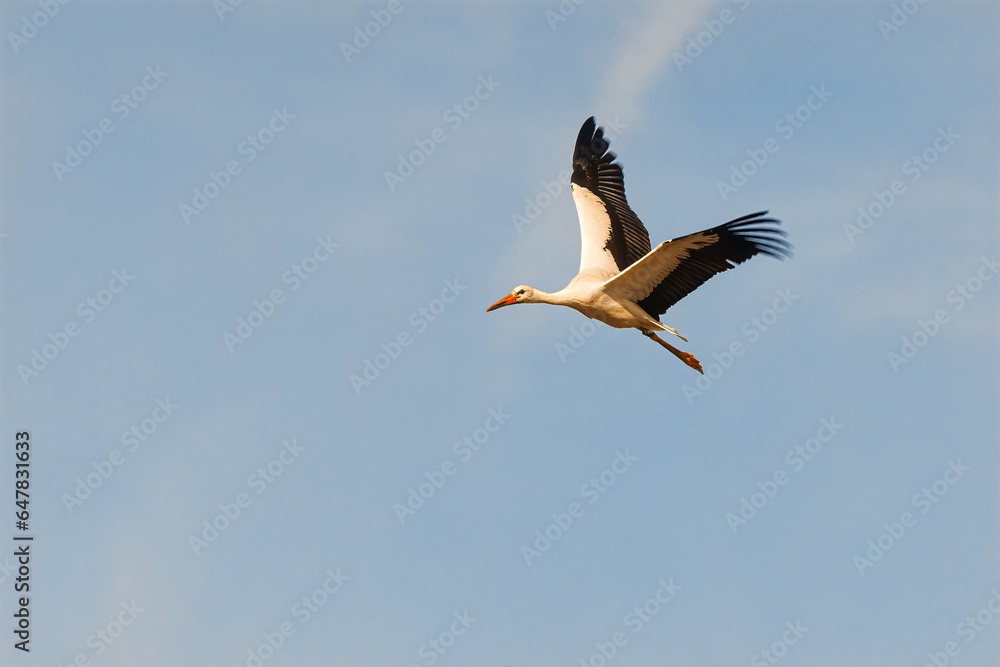 Obraz premium The white stork (Ciconia ciconia) floating down from the sky