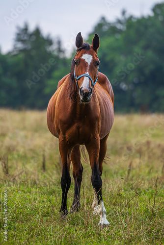 light brown horses in a grassy pasture