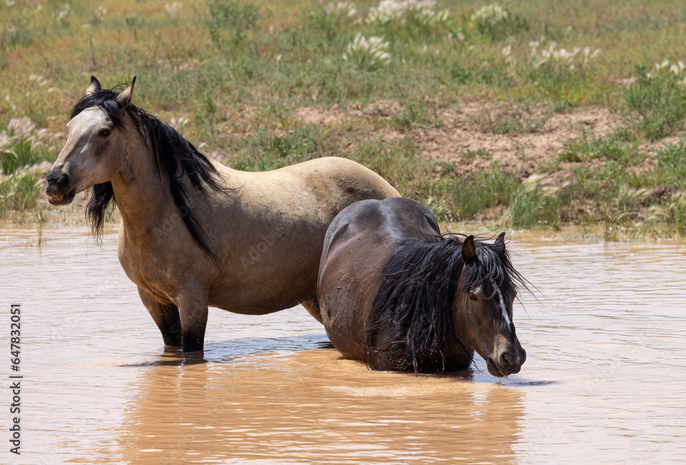 Wild Horses at a Desert Waterhole in Wyoming in Summer Wild Horses at a Desert Waterhole in Wyoming in Summer