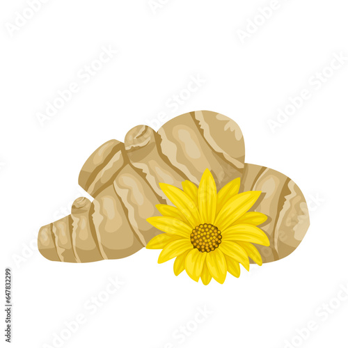 Vector illustration, Jerusalem Artichoke, also called sunroot, or sunchoke, isolated on white background.