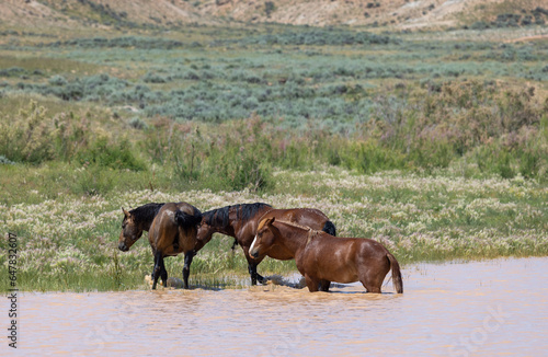 Wild Horses at a Desert Waterhole in Wyoming in Summer