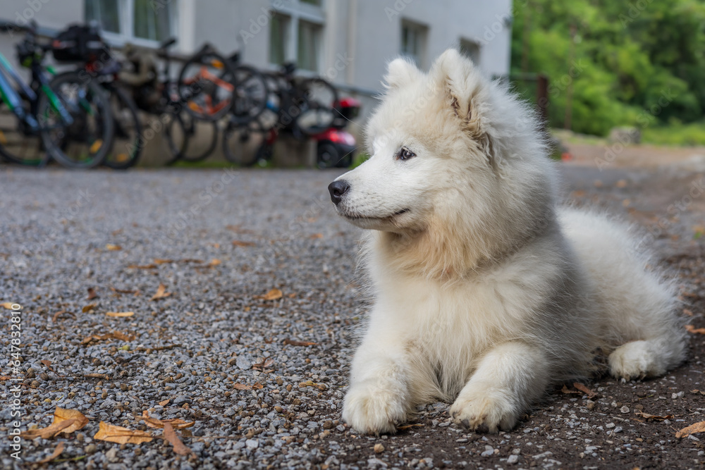 Samoyed - a beautiful breed of Siberian white dog. Four-month-old puppy on a walk. Samoyed - a beautiful breed of Siberian white dog. Four-month-old puppy on a walk.