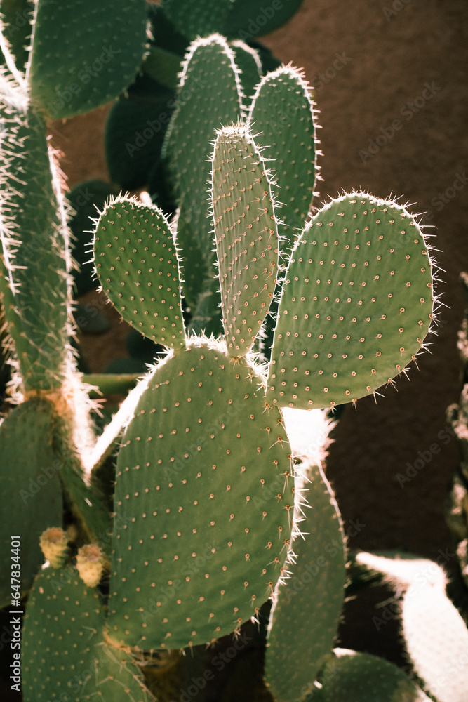 cactus dans un jardin au Maroc cactus dans un jardin au Maroc