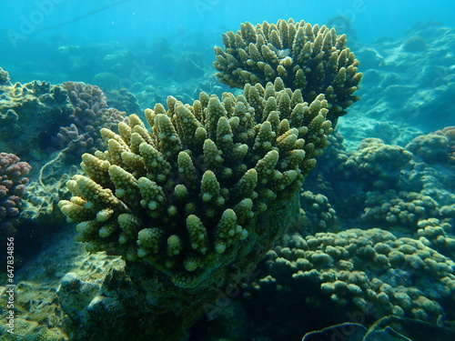 Polyp stony coral finger coral (Acropora humilis) undersea, Red Sea, Egypt, Sharm El Sheikh, Nabq Bay