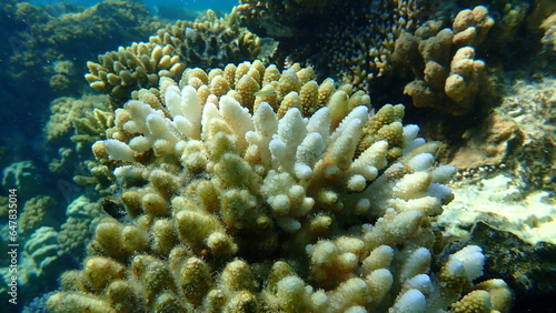Polyp stony coral finger coral  Acropora humilis  undersea  Red Sea  Egypt  Sharm El Sheikh  Nabq Bay