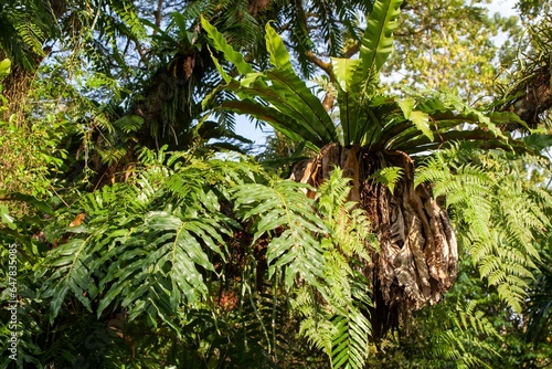 Different species of epiphytic ferns on a tree in a rainforest in Asia