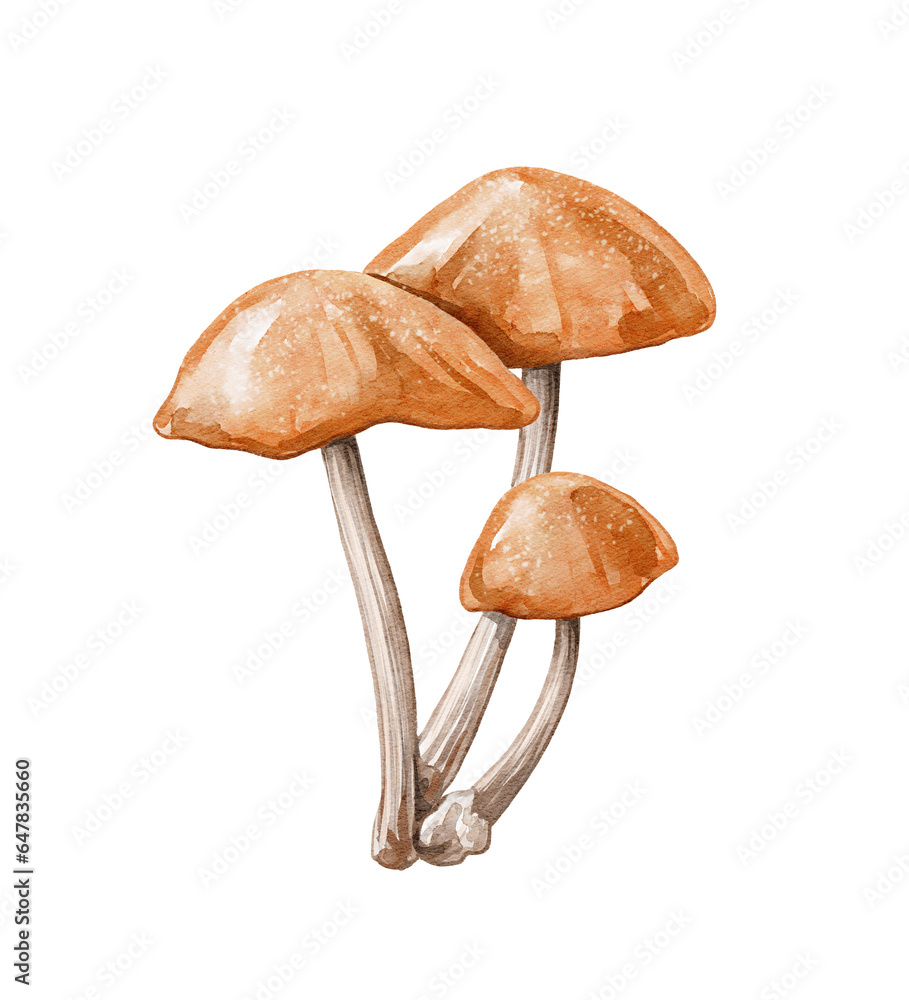 Watercolor halloween cartoon composition of three red ginger mushrooms isolated on white background. Hand drawn illustration sketch