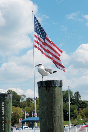 Seagull on a piling in front of an American flag