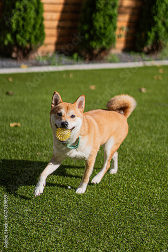 Shiba dog fetching ball on the grass