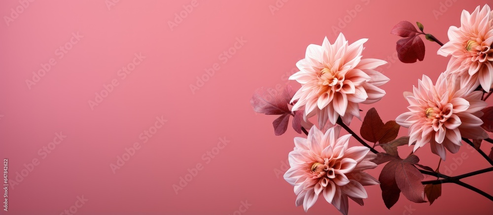 Fototapeta premium Pink background with autumn flower