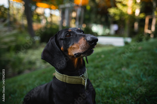 a lovely dachshund portrait