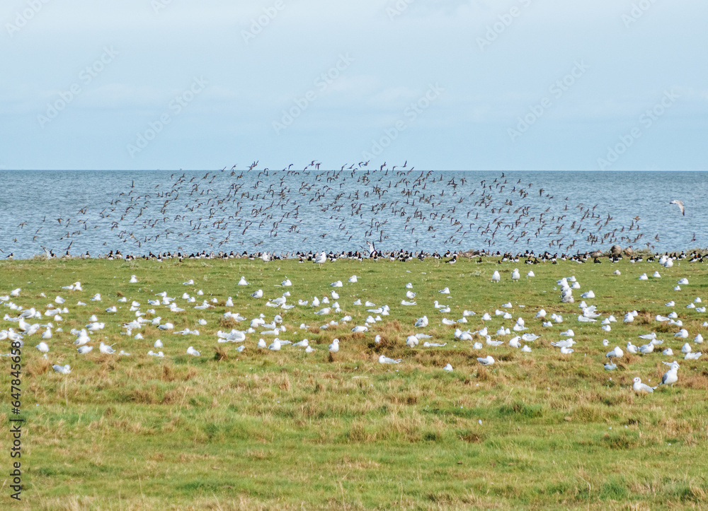 Fototapeta premium Flock of birds in Kampen, Sylt