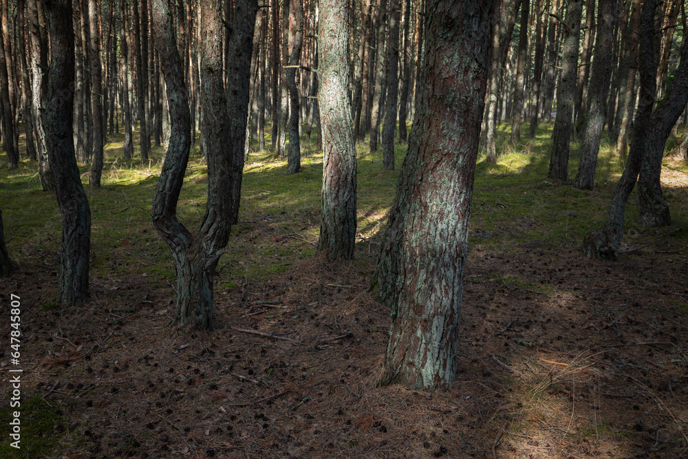 Landscape photo of The Dancing Forest. Curonian Spit Landscape photo of The Dancing Forest. Curonian Spit