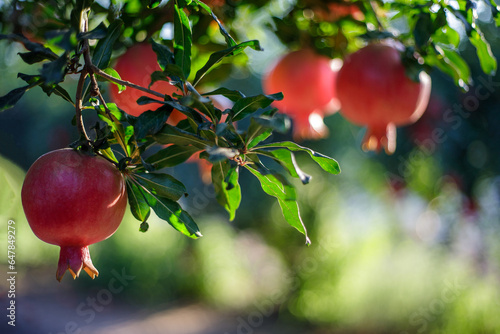 Pomegranate fruits with a beautiful crown in the sunset lit orchard, blurred background and space for greetings text
