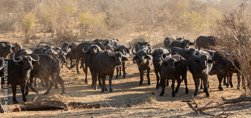 Wilde Büffel in Simbabwe