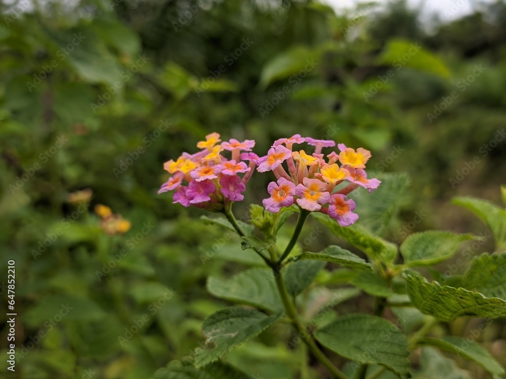 lantana camara flower in tropical nature borneo lantana camara flower in tropical nature borneo