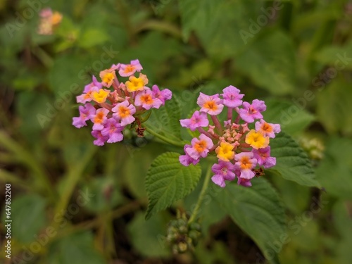 lantana camara flower in tropical nature borneo