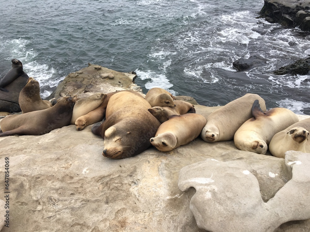 Fototapeta premium sea lions