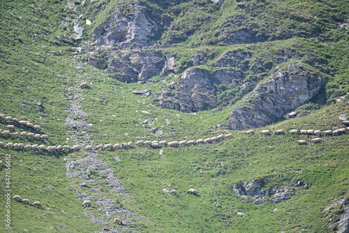 Transhumance - sheep herd over mountain slope in summer time