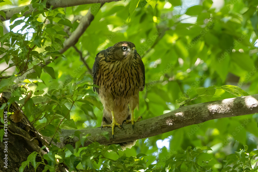 枝にとまるオオタカの幼鳥 枝にとまるオオタカの幼鳥