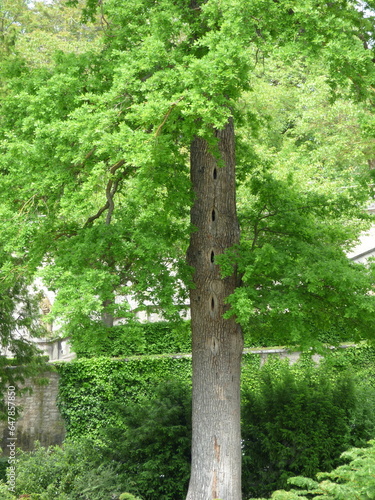 Baum  in der Würzburger Residenz photo