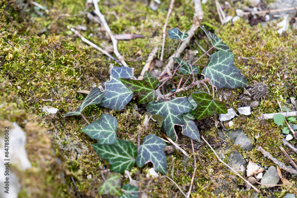 Fototapeta premium Green ivy leaves in winter sunshine