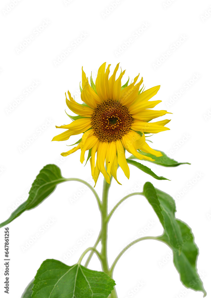 Obraz premium Close-up of a sunflower isolated on white background