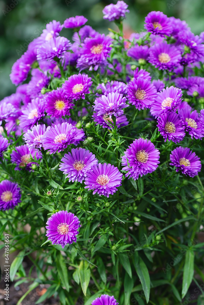 Fototapeta premium Background with purple asters. Pink daisies. Aster alpinus, perennial. Floral background. Purple flowers Michaelmas Daisy (Aster Amellus). Fall Aster, violet blossom growing