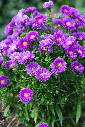 Background with purple asters. Pink daisies. Aster alpinus  perennial. Floral background. Purple flowers Michaelmas Daisy  Aster Amellus . Fall Aster  violet blossom growing