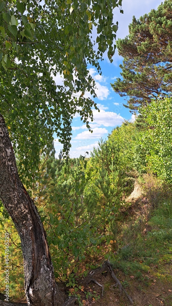 Fototapeta premium tree in the forest