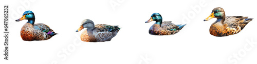 Png Set Male mallard duck swimming in a lake transparent background