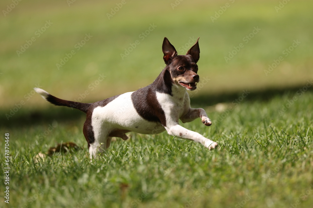 Rat terrier running through park