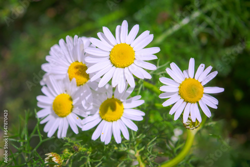 Flower of garden or medicinal chamomile Matricaria recutita . The concept of naturalness. Wallpaper  poster with a natural background.