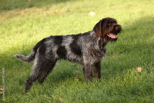 Wirehaired pointing griffon photo