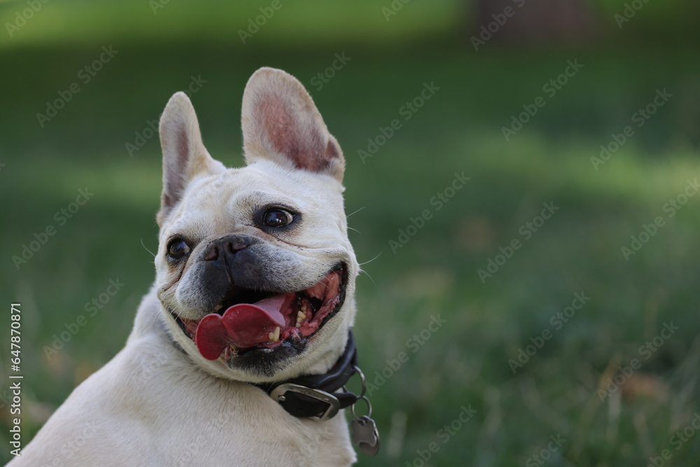 Portrait of a cream French bulldog 