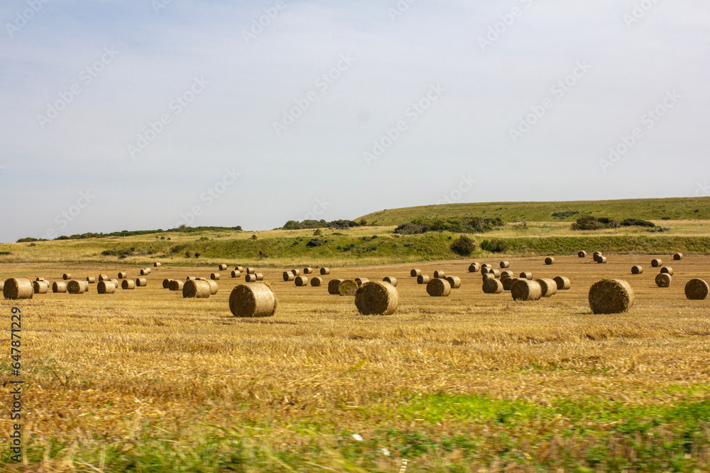 Fototapeta premium bales of hay in a field