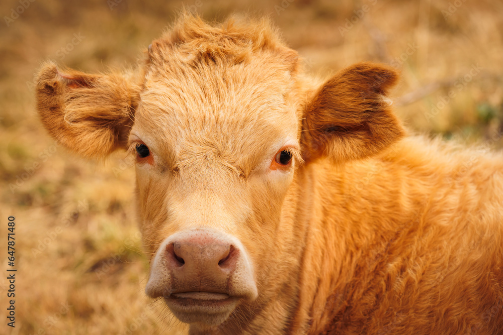 livestock grazing in the field, cows and calves feeding in the wild, farm animals livestock grazing in the field, cows and calves feeding in the wild, farm animals