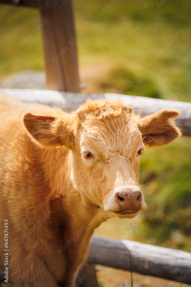 livestock grazing in the field, cows and calves feeding in the wild, farm animals livestock grazing in the field, cows and calves feeding in the wild, farm animals