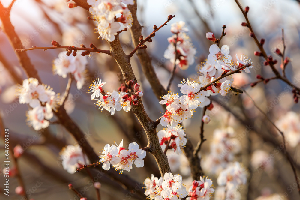 Flowers and flowering trees in early spring, toned. Spring background with copy space Flowers and flowering trees in early spring, toned. Spring background with copy space